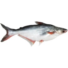 PANGASIUS ENTIER VIDE