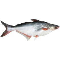 PANGASIUS ENTIER VIDE