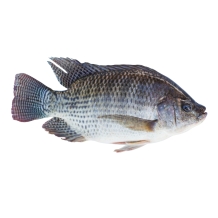 CARTON TILAPIA NOIR 3,2KG