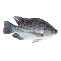 CARTON TILAPIA NOIR 3,2KG