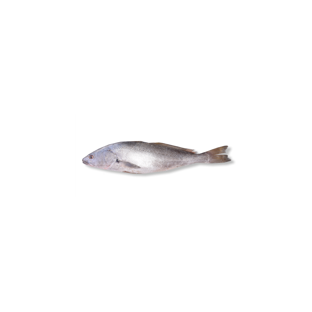 CARTON COURBINE  5KG