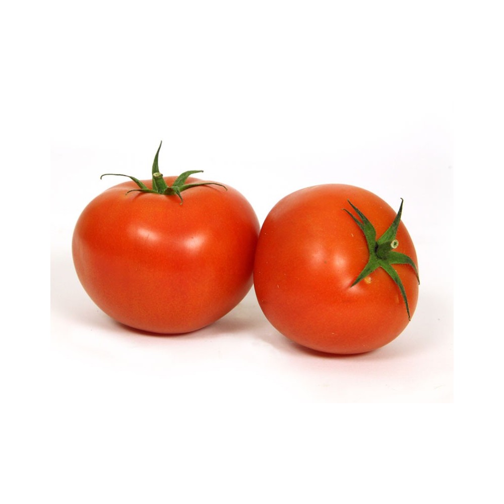 TOMATE GRAPPE