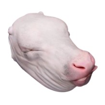 TETE DE VEAU ENTIERE