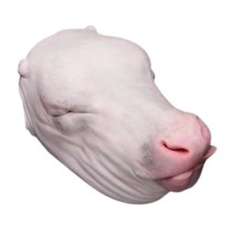 TETE DE VEAU ENTIERE