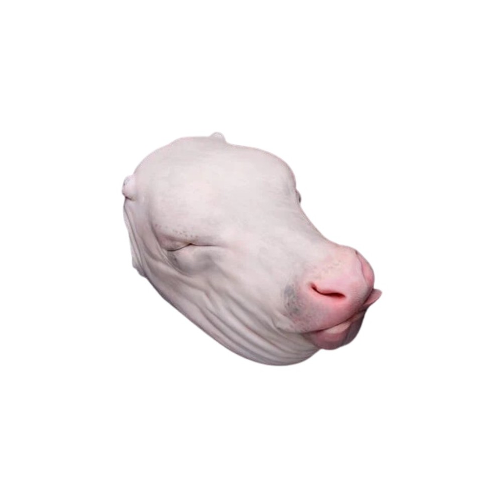 TETE DE VEAU ENTIERE