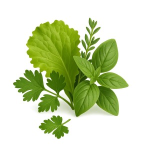 Salades, herbes et aromates